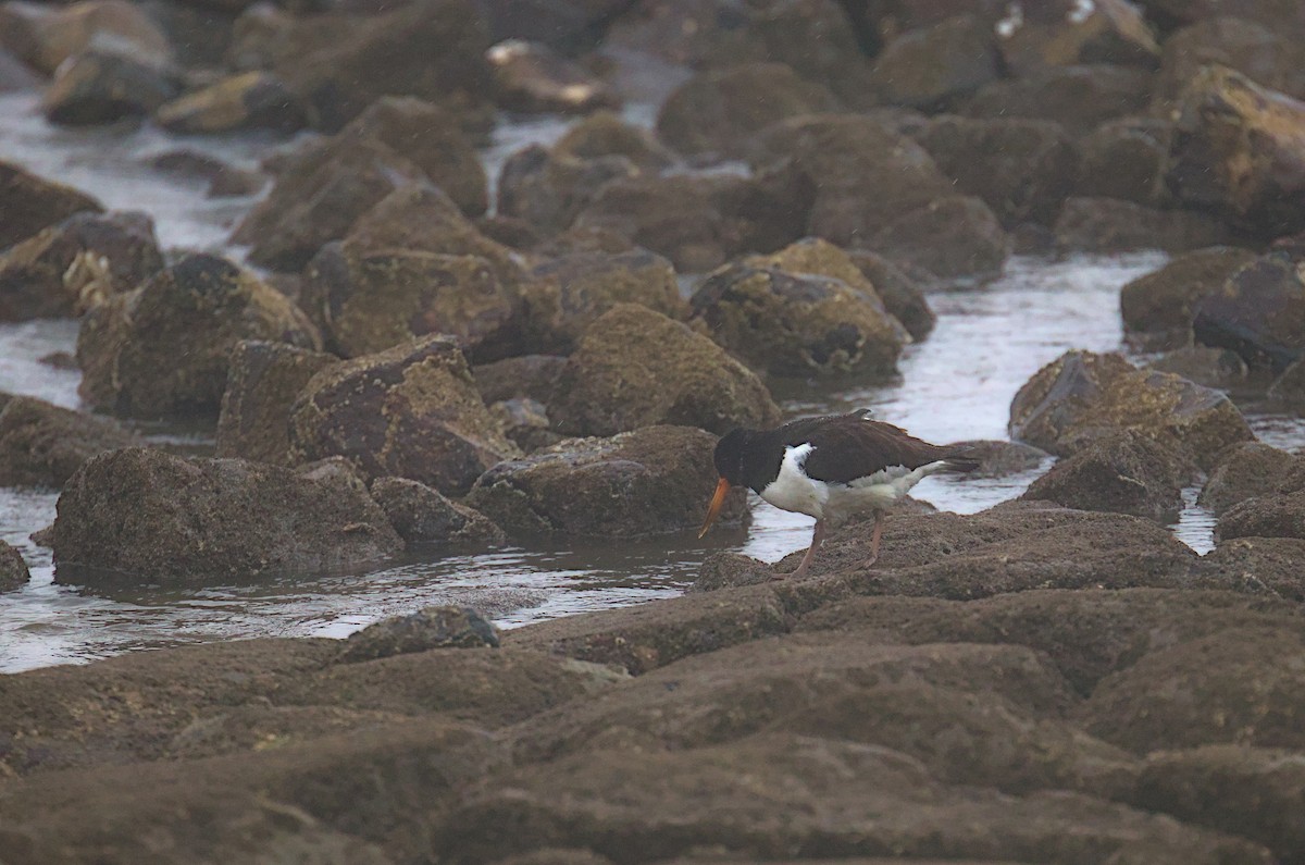 Eurasian Oystercatcher - ML515149751