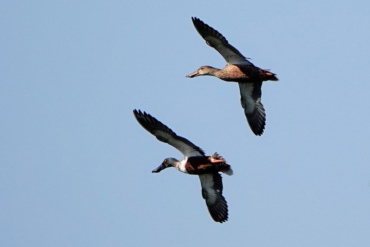 Northern Shoveler - Haofeng Shih