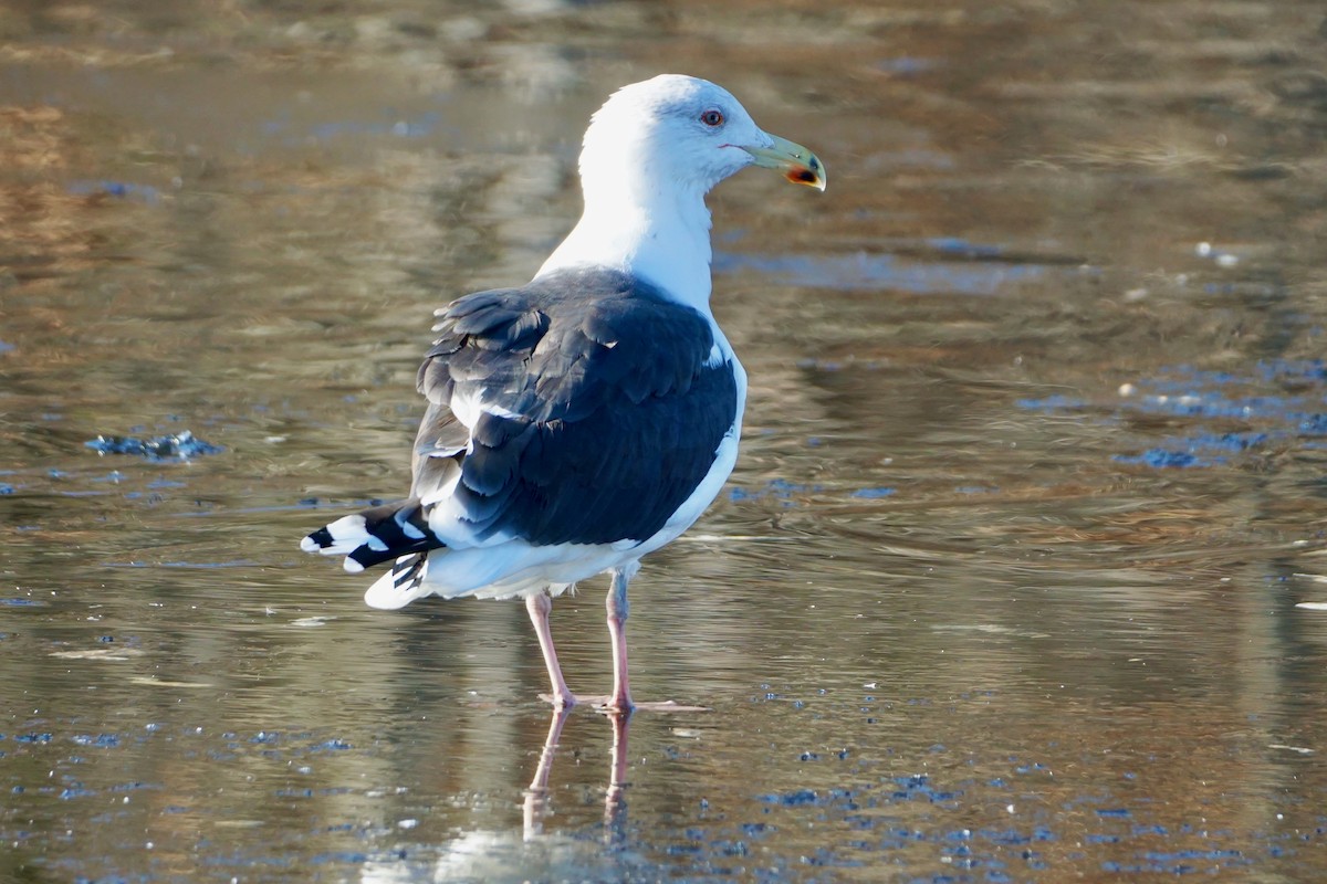 Great Black-backed Gull - Laura Sisitzky