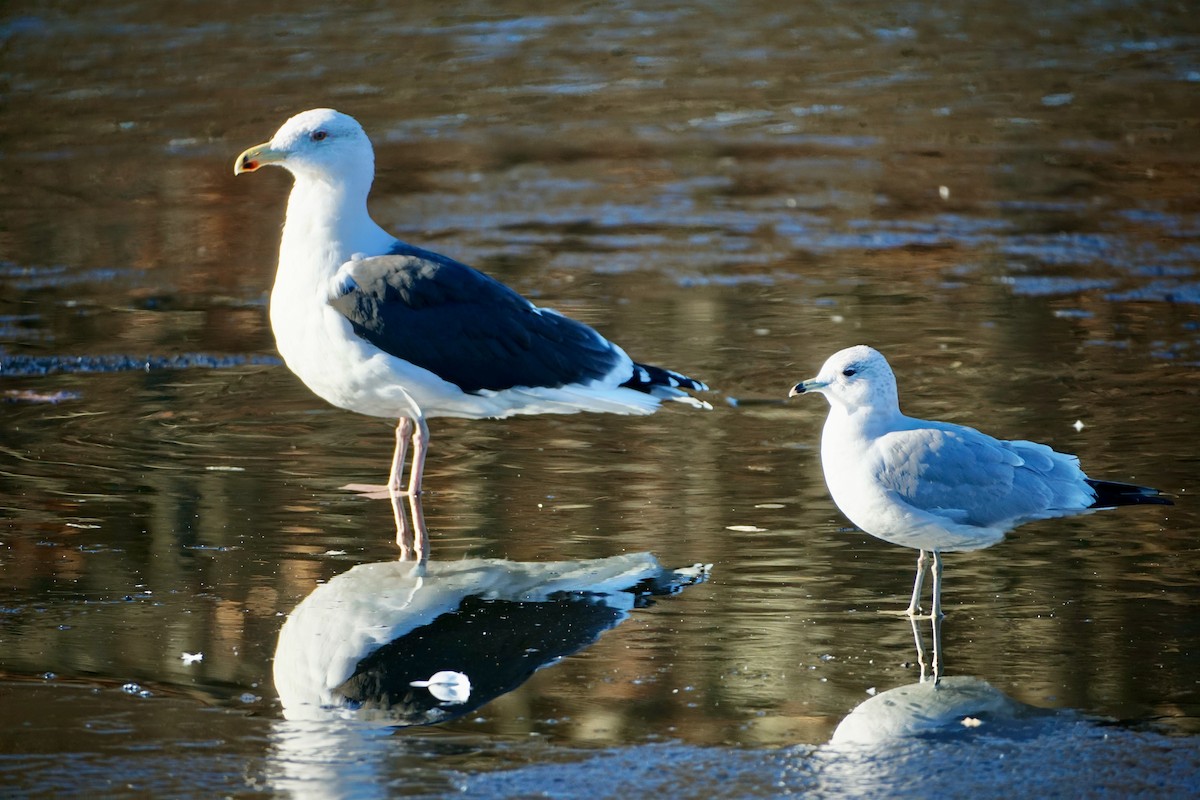 Great Black-backed Gull - Laura Sisitzky