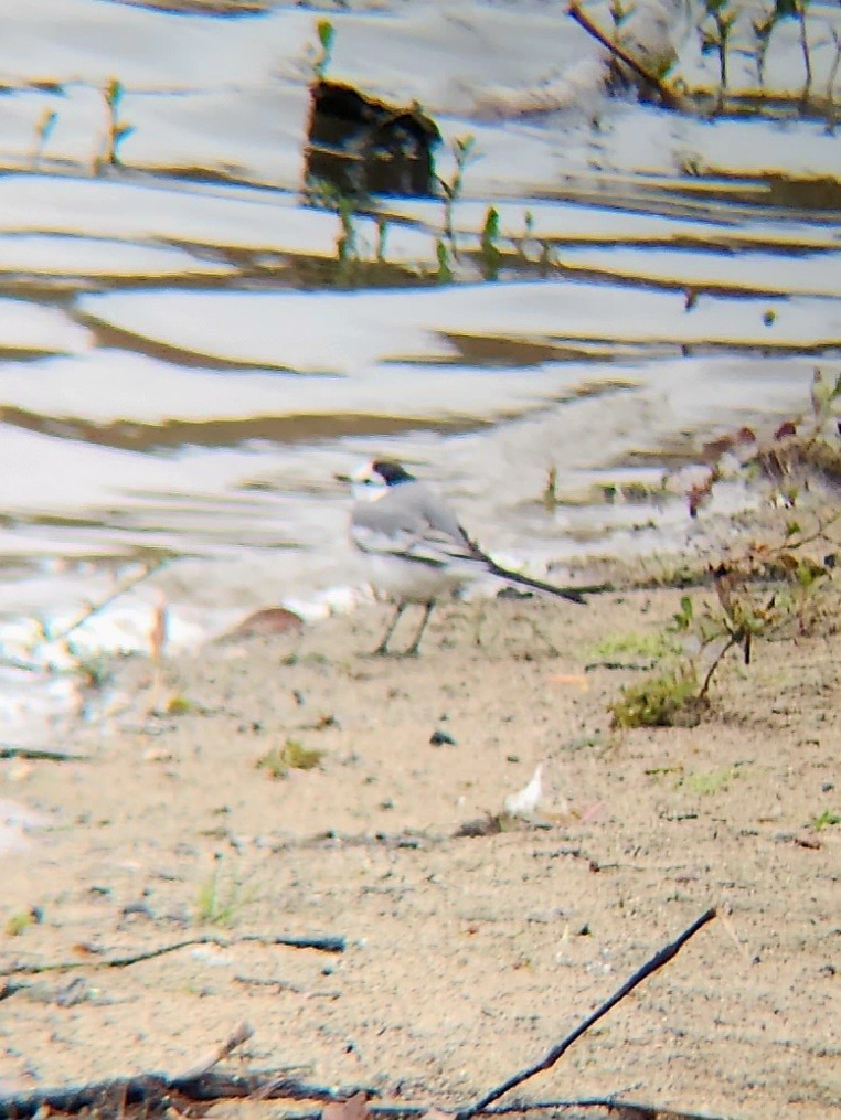 White Wagtail - ML515155881