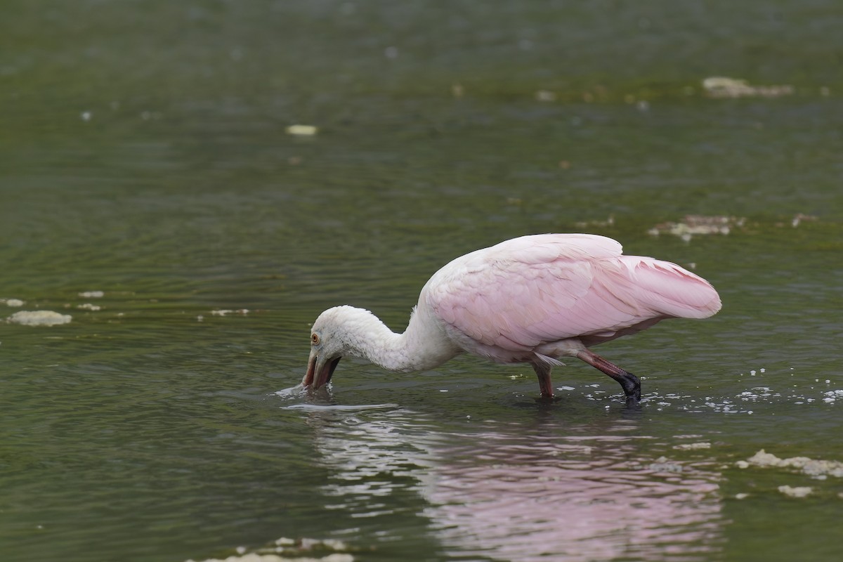 Roseate Spoonbill - Holger Teichmann