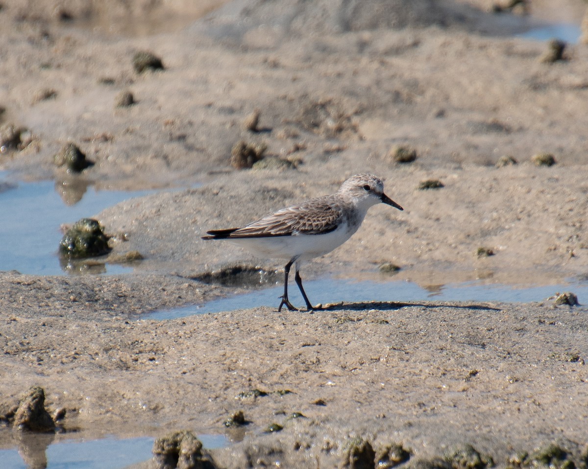 Red-necked Stint - ML515157231