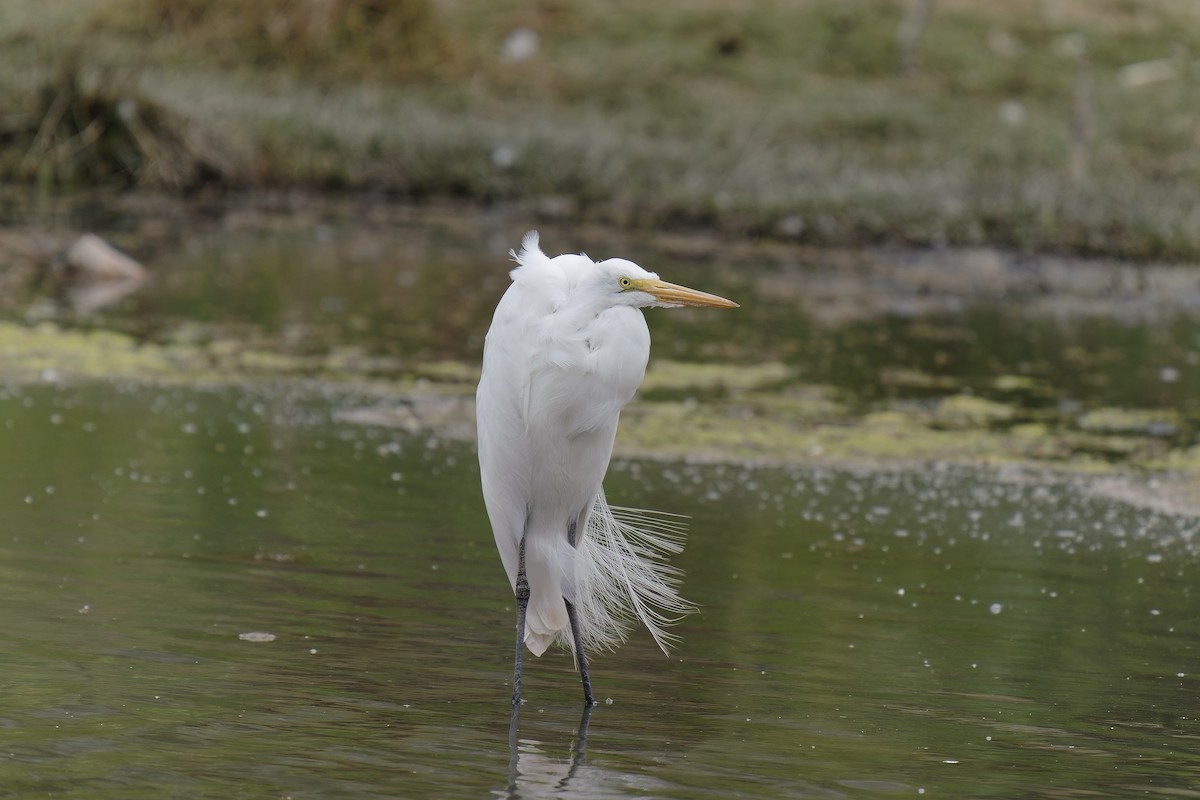 Great Egret - ML515158121