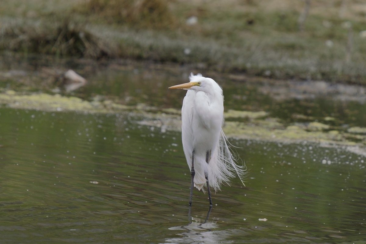 Great Egret - ML515158131