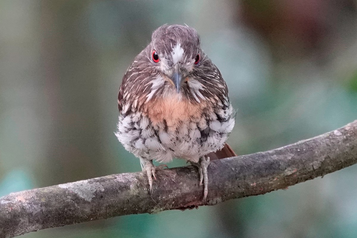 White-whiskered Puffbird - ML515158591