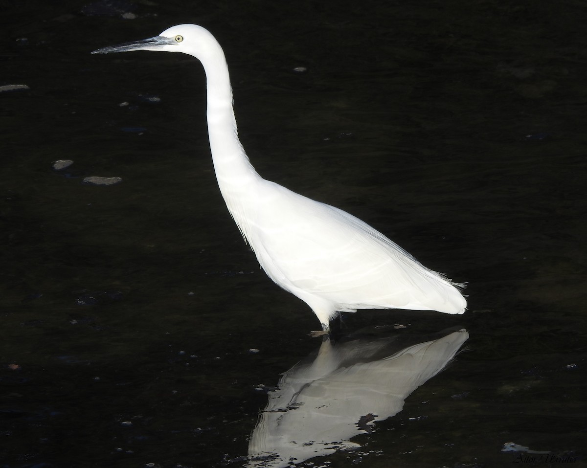 Little Egret - Aitor Urrutia