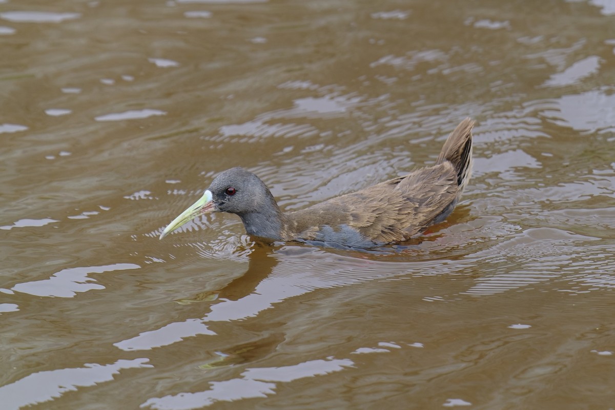 Plumbeous Rail - Holger Teichmann