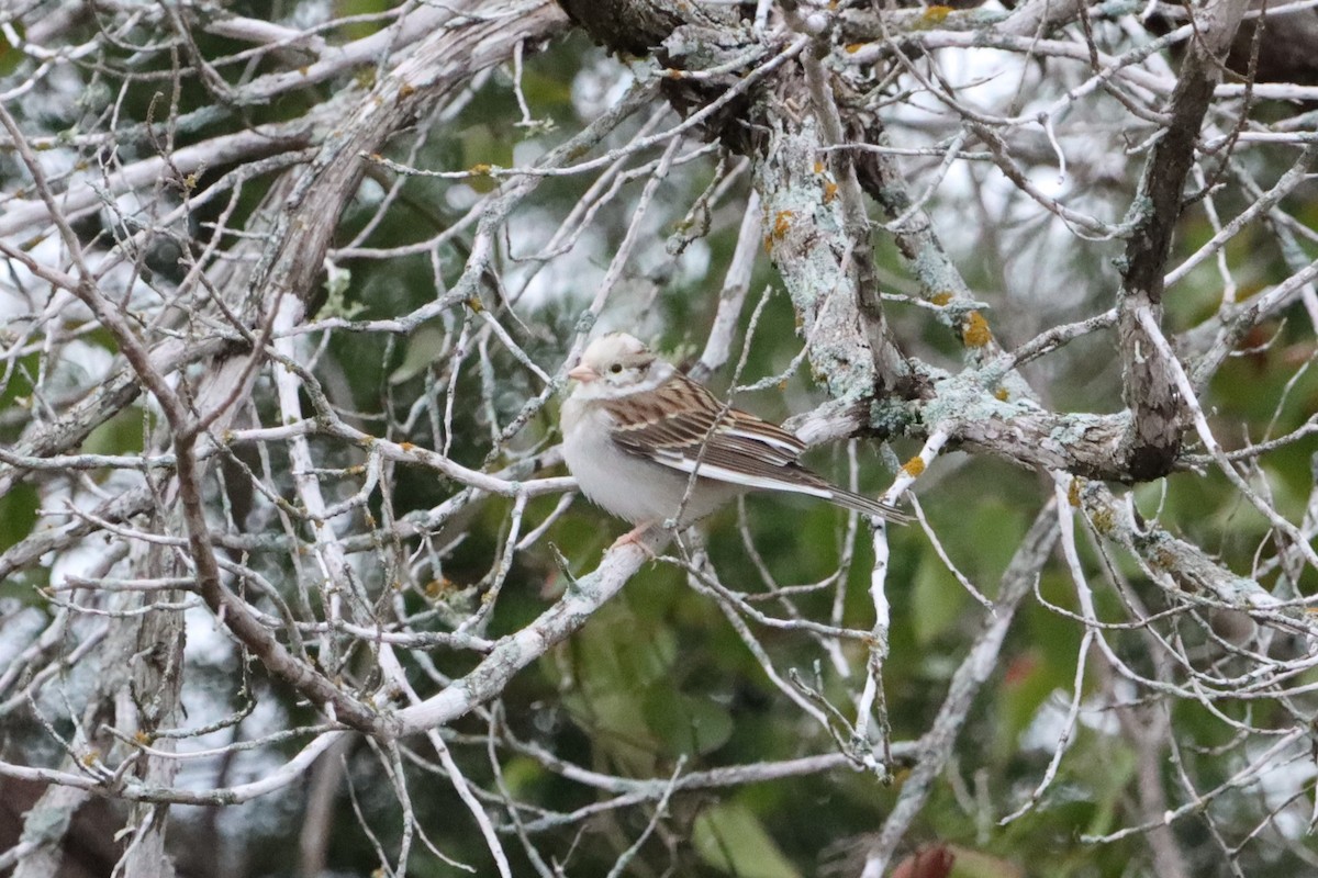 Chipping Sparrow - ML515160251