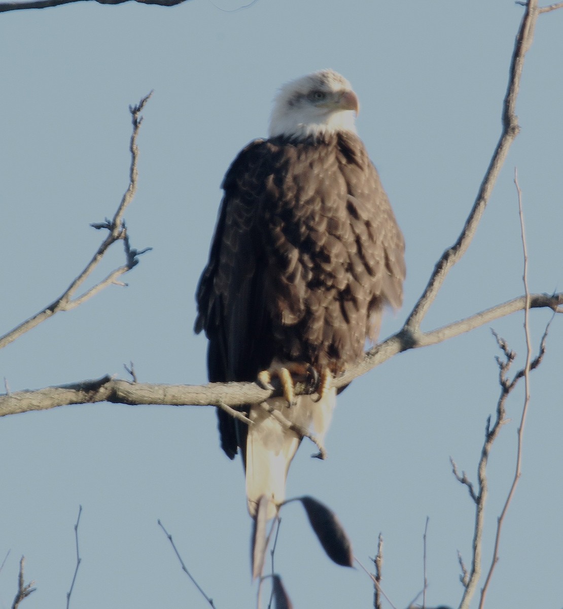 ハクトウワシ - ML515160281