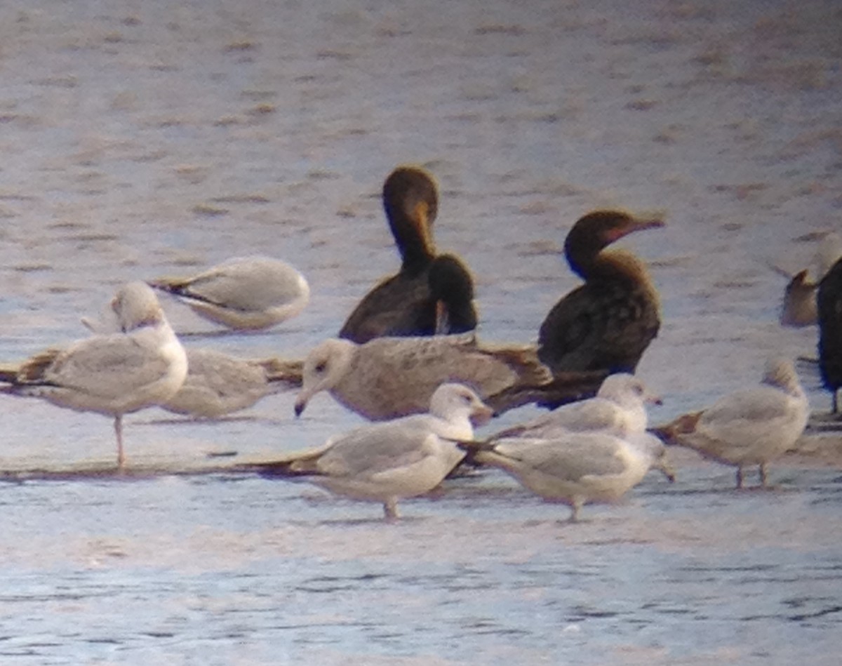 Herring Gull - Troy Case