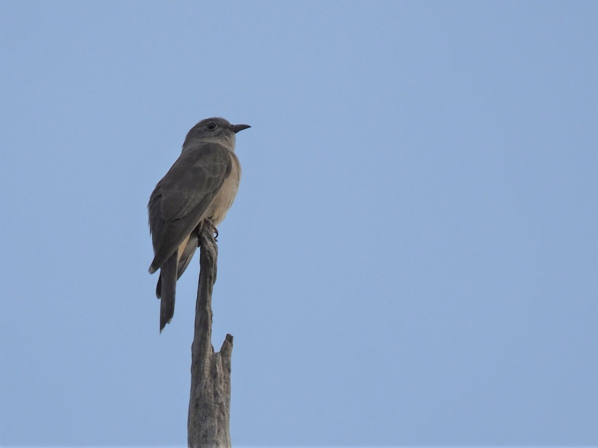 Brush Cuckoo - Magen Pettit