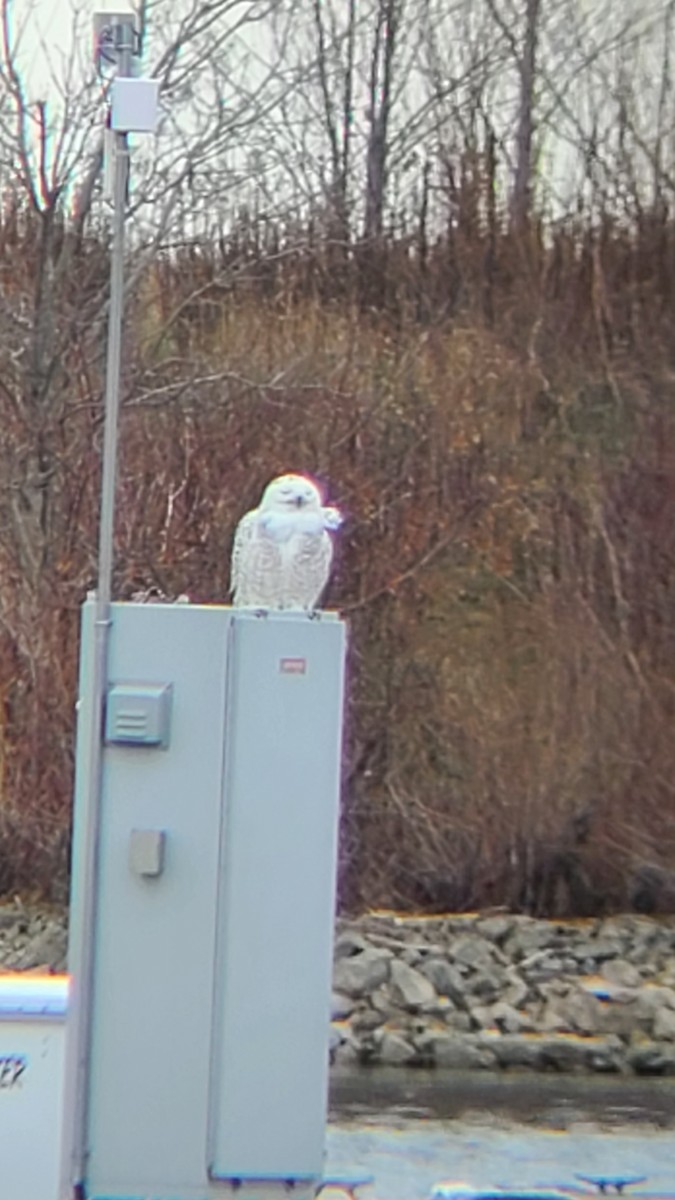 Snowy Owl - ML515161121
