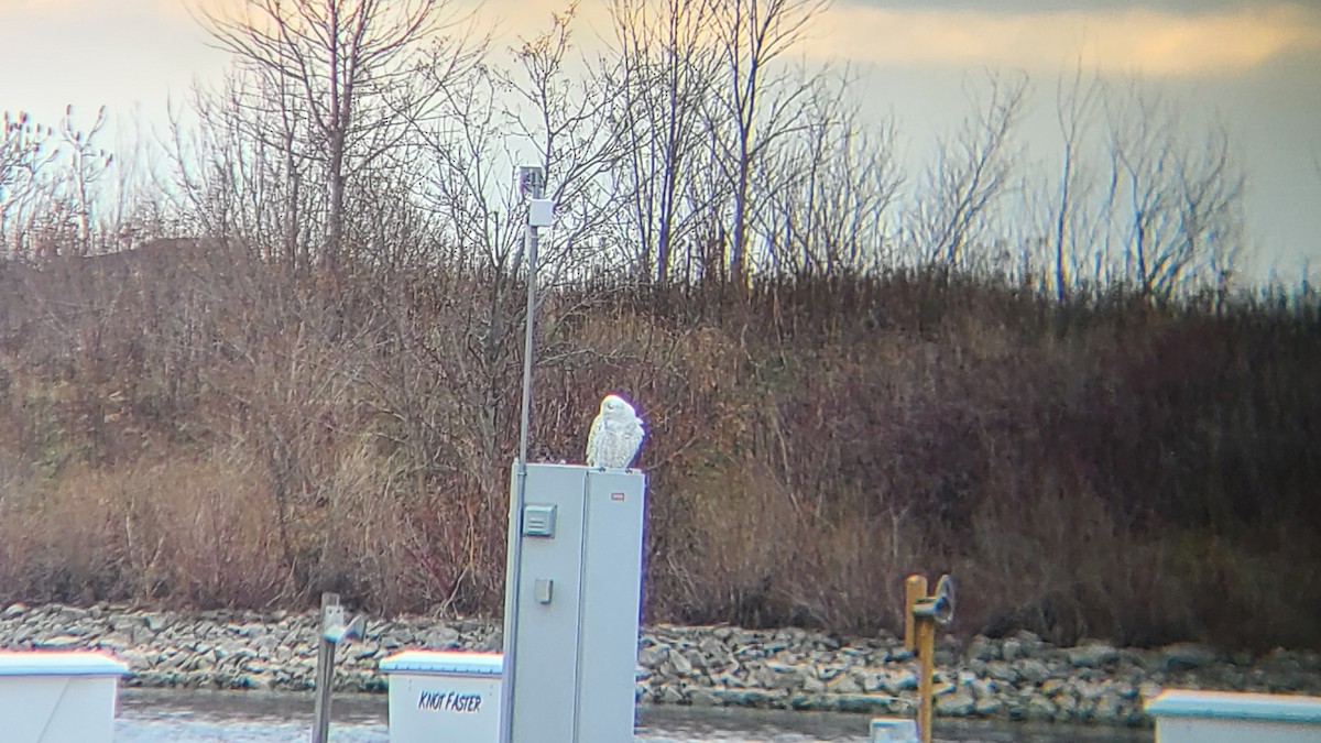 Snowy Owl - ML515161131