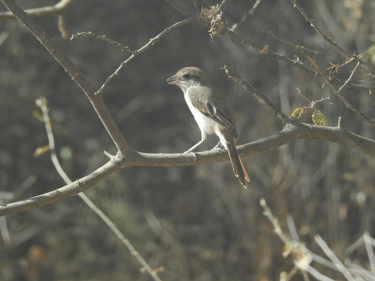 Red-tailed Shrike - ML515161491