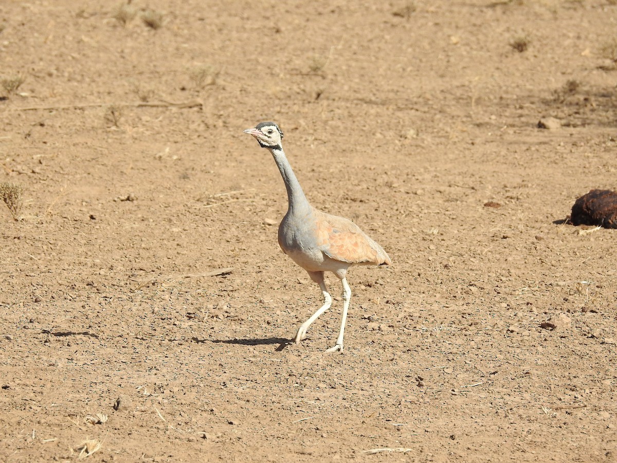 White-bellied Bustard (White-bellied) - ML515161521