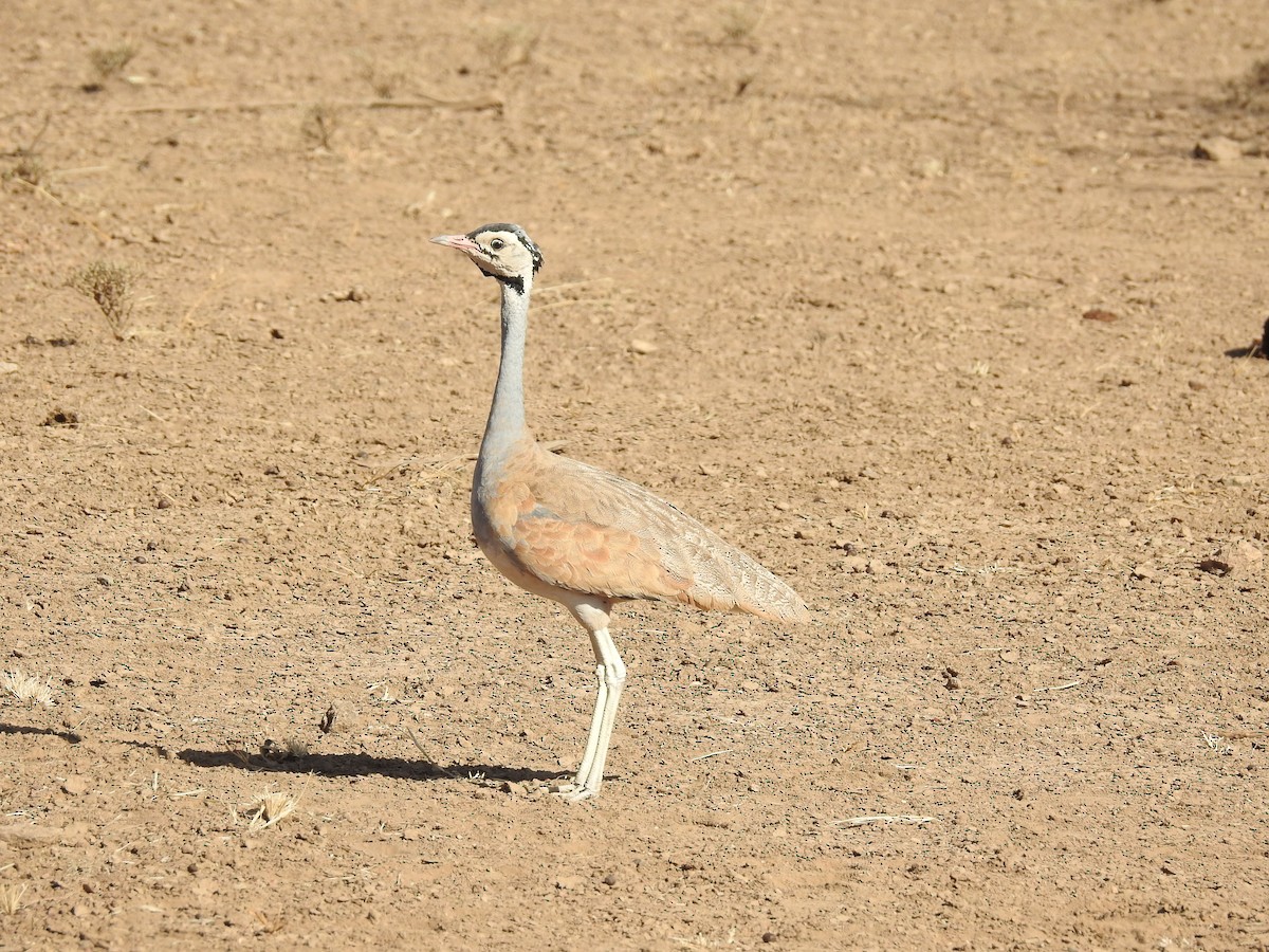 White-bellied Bustard (White-bellied) - Suebsawat Sawat-chuto