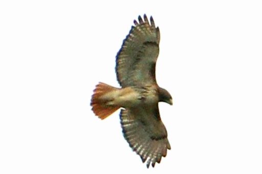 Red-tailed Hawk - ML515161621