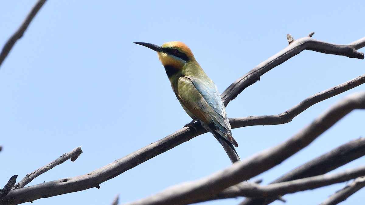 Rainbow Bee-eater - ML515161641