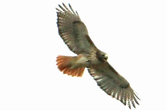 Red-tailed Hawk - ML515161711
