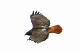 Red-tailed Hawk - ML515161781