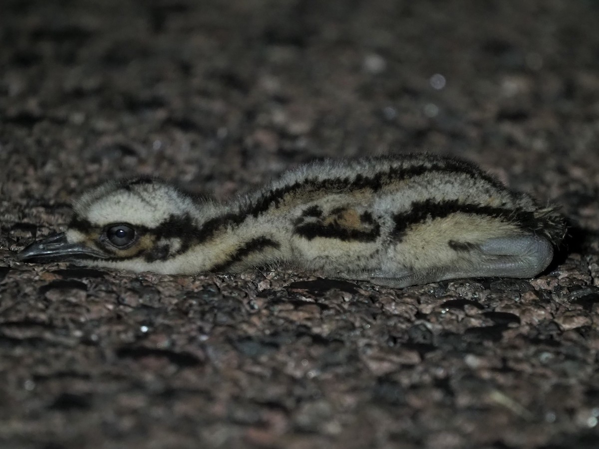 Bush Thick-knee - ML515162061