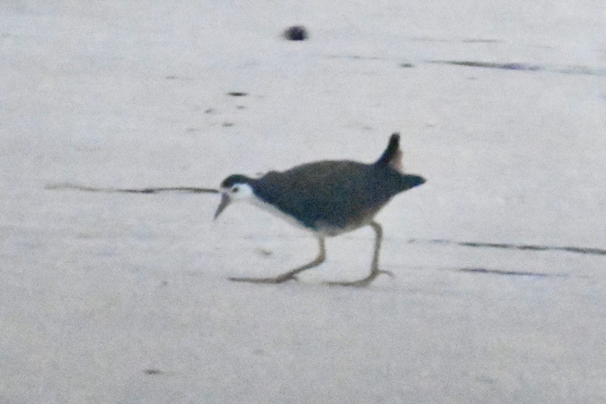 White-breasted Waterhen - ML515162901