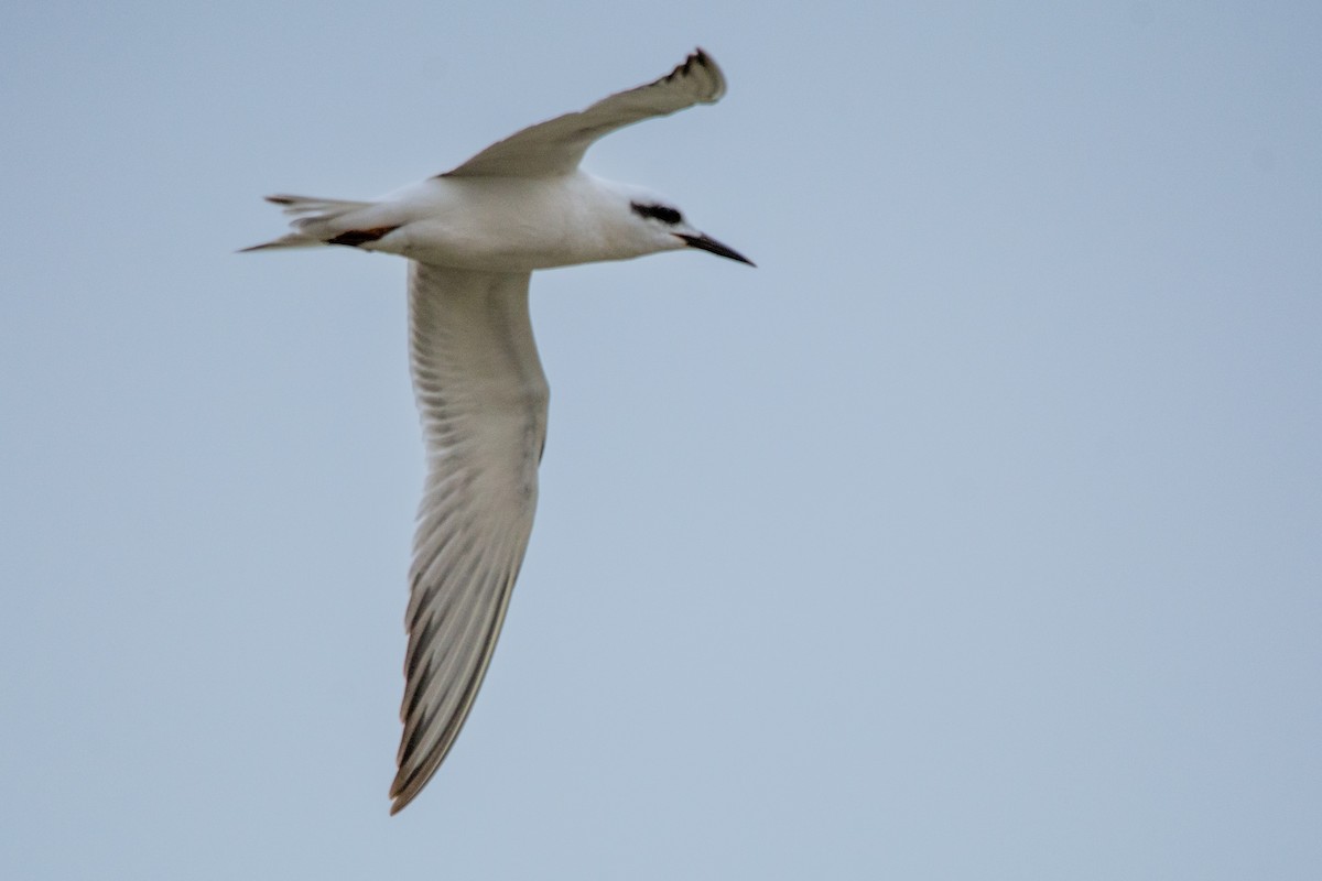 Snowy-crowned Tern - ML515163581