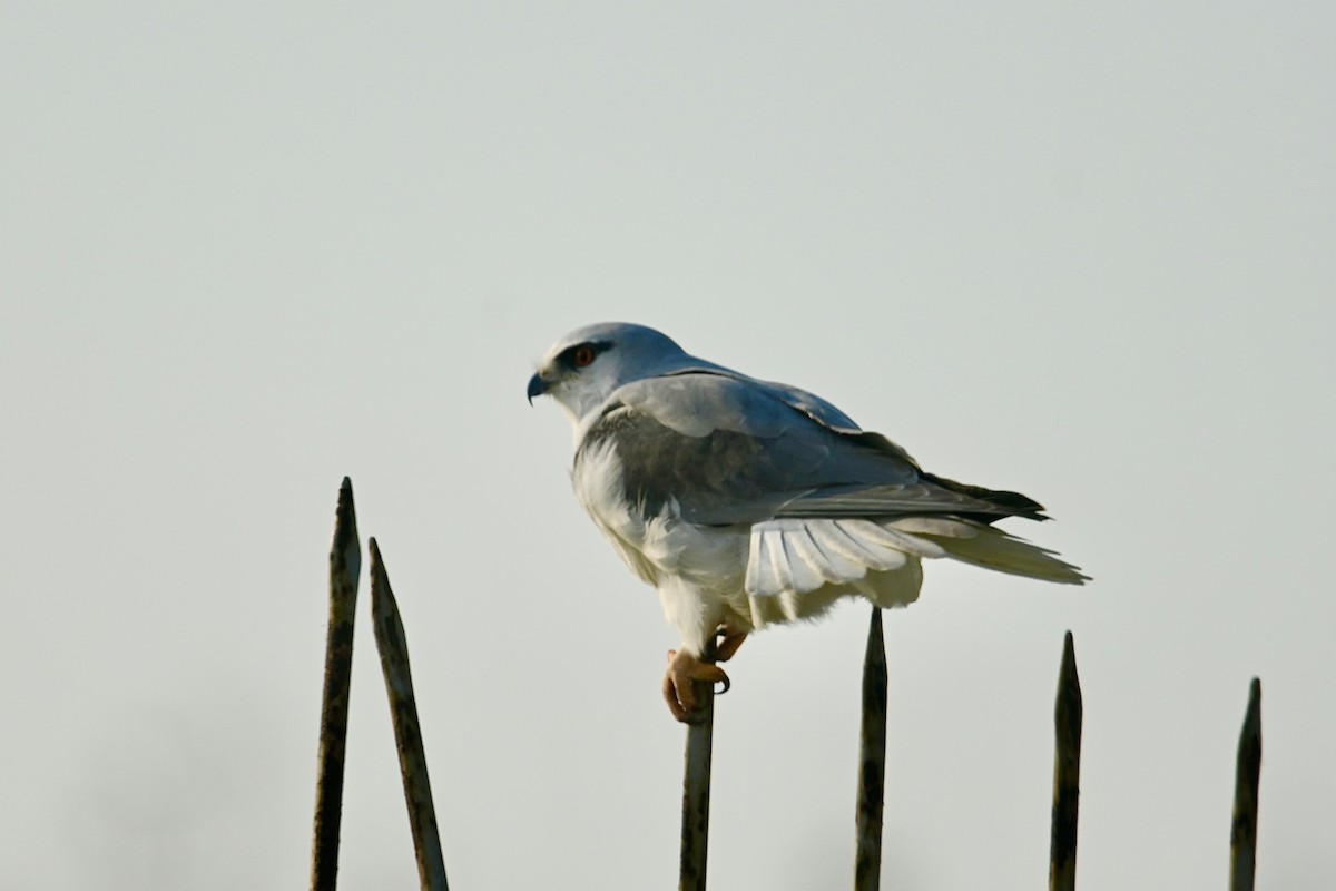 Black-winged Kite - ML515163961