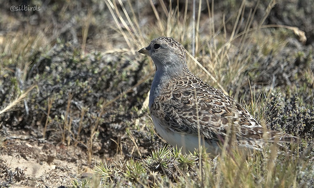 Least Seedsnipe - ML515164271