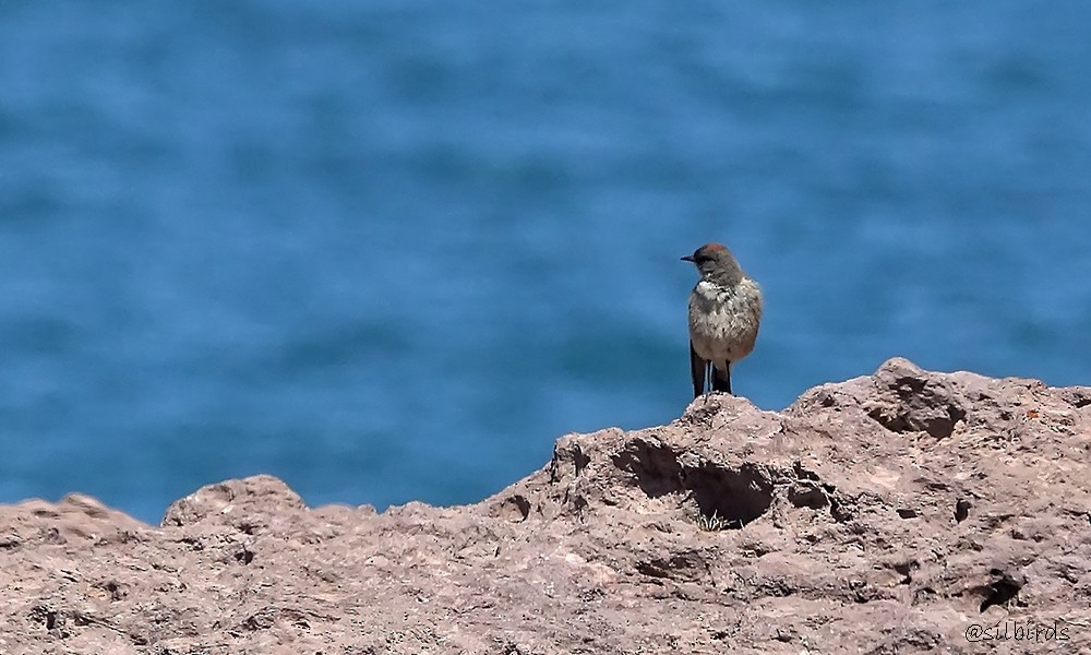 Cinnamon-bellied Ground-Tyrant - Silvia Vitale