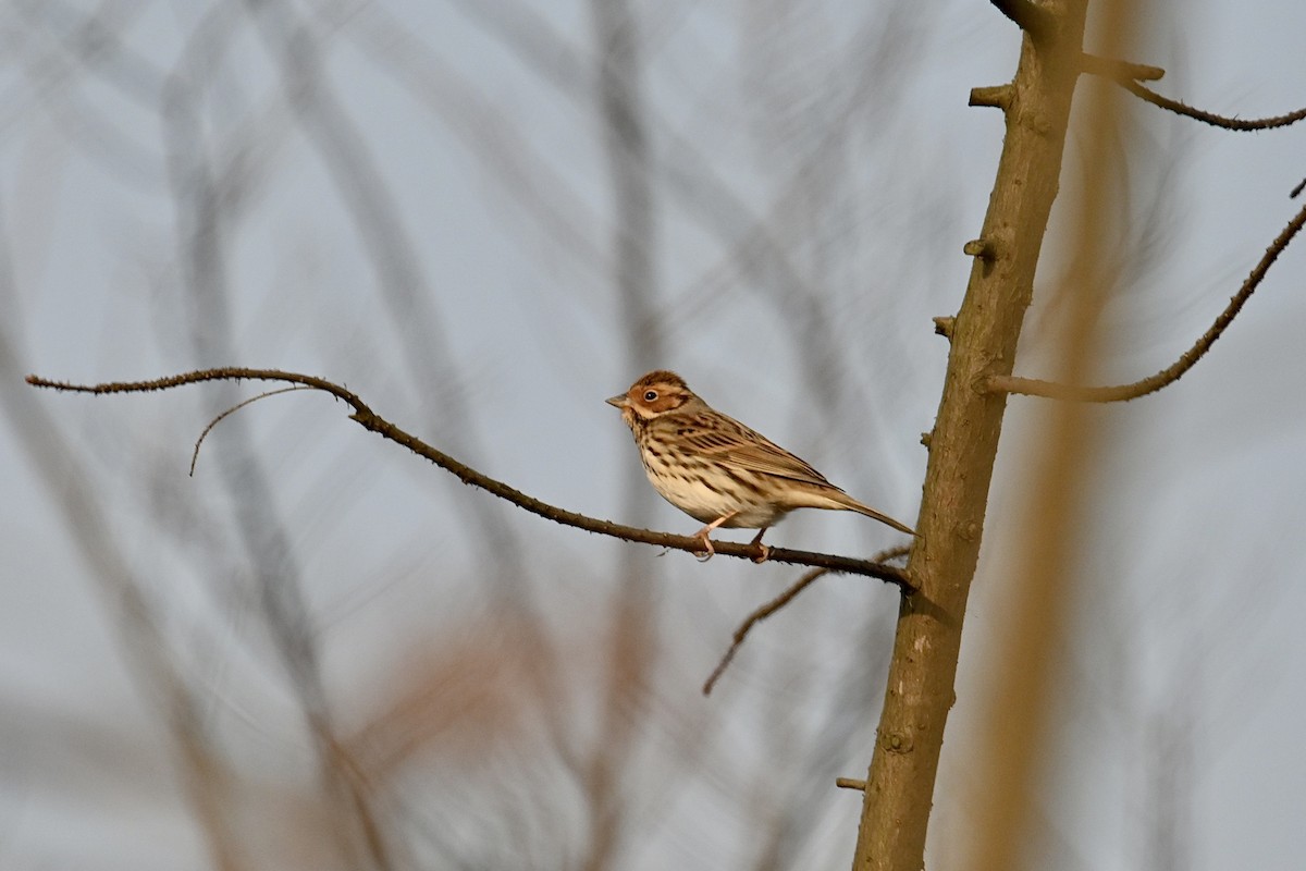 Little Bunting - ML515165191