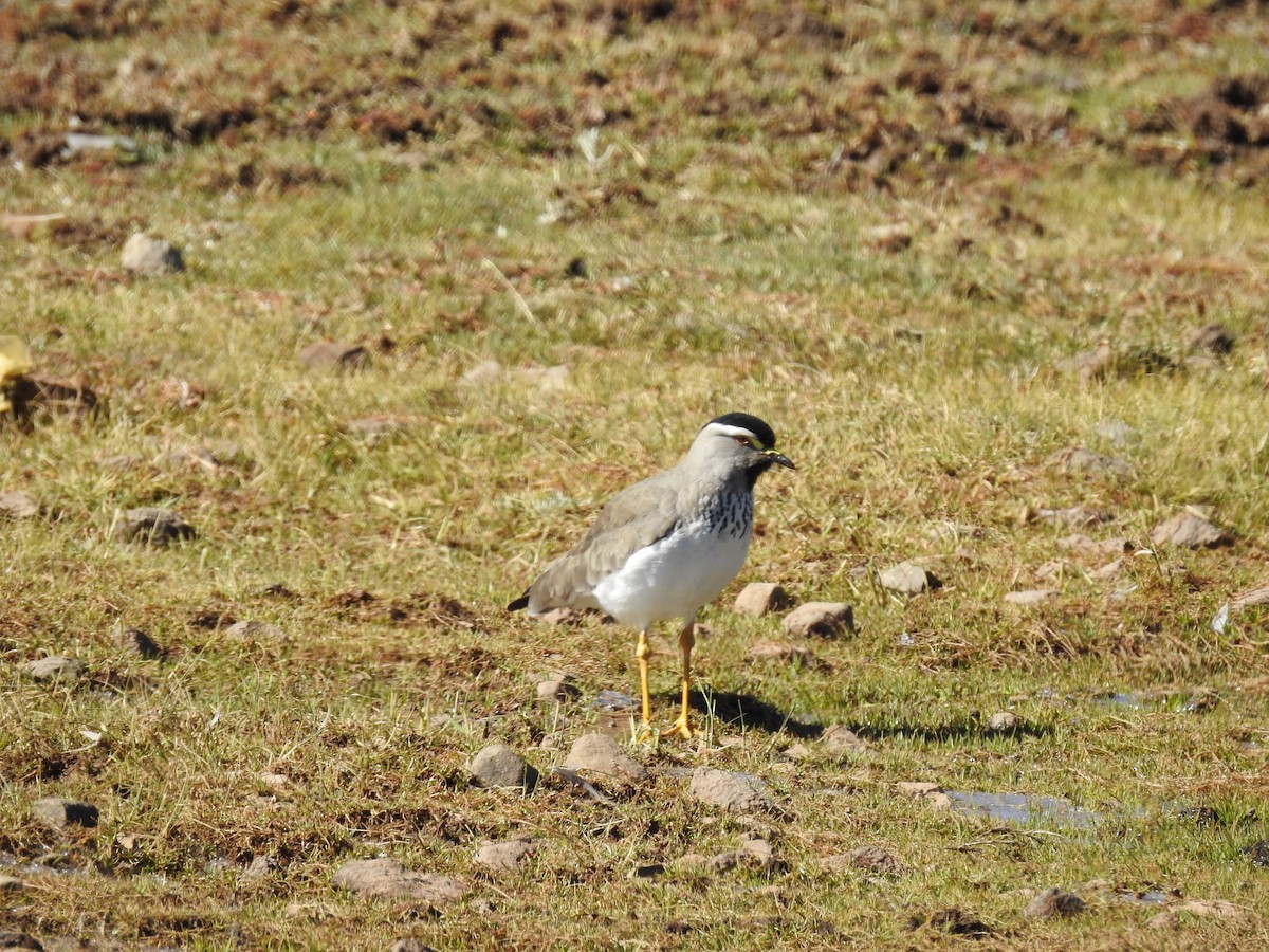 Spot-breasted Lapwing - ML515165461