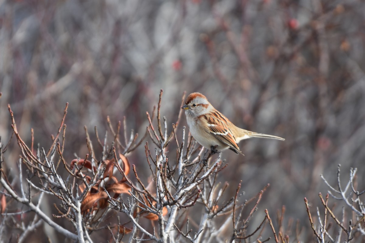 American Tree Sparrow - ML515166671