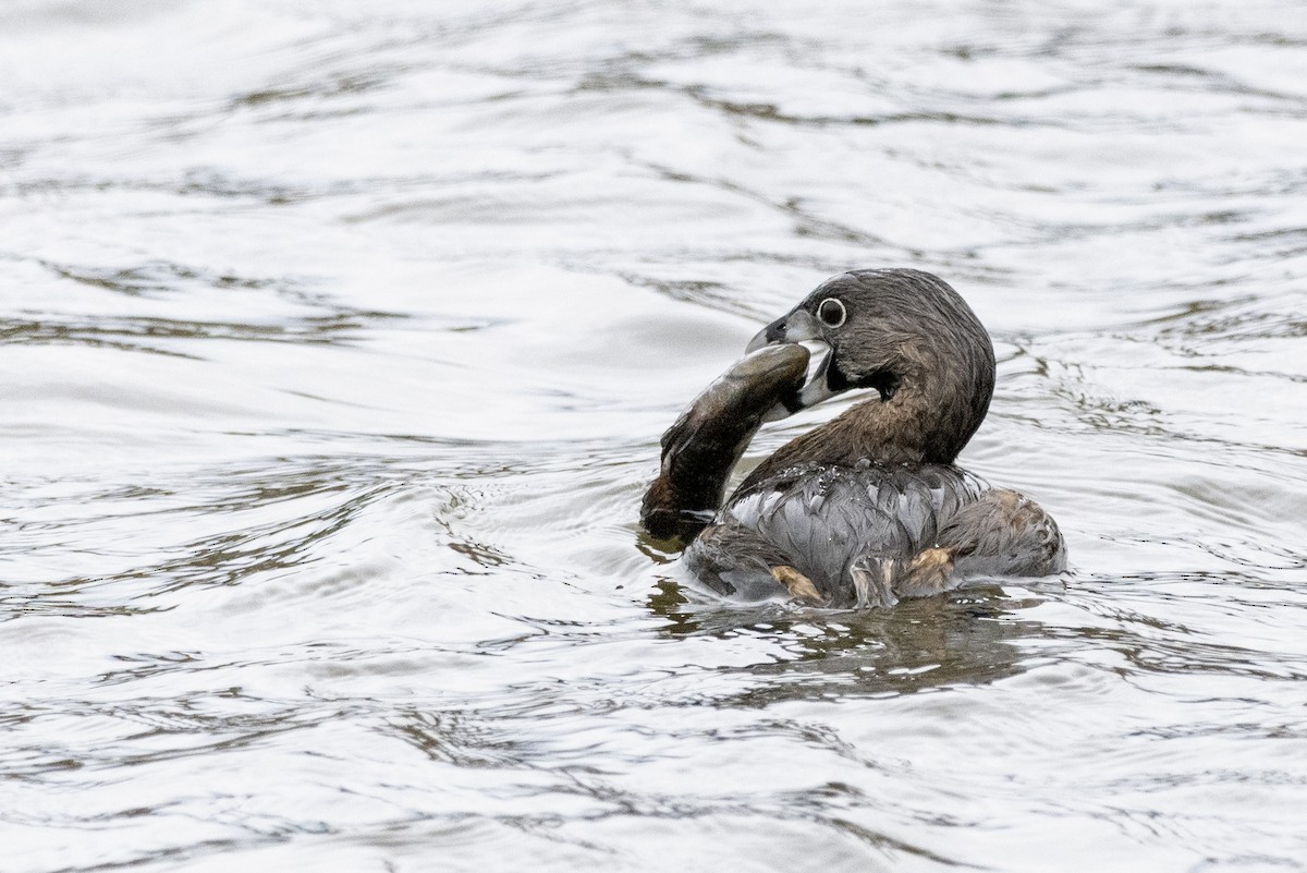 Pied-billed Grebe - ML515166681