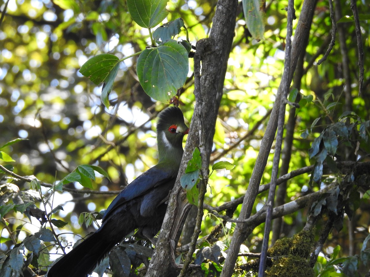 White-cheeked Turaco - Suebsawat Sawat-chuto