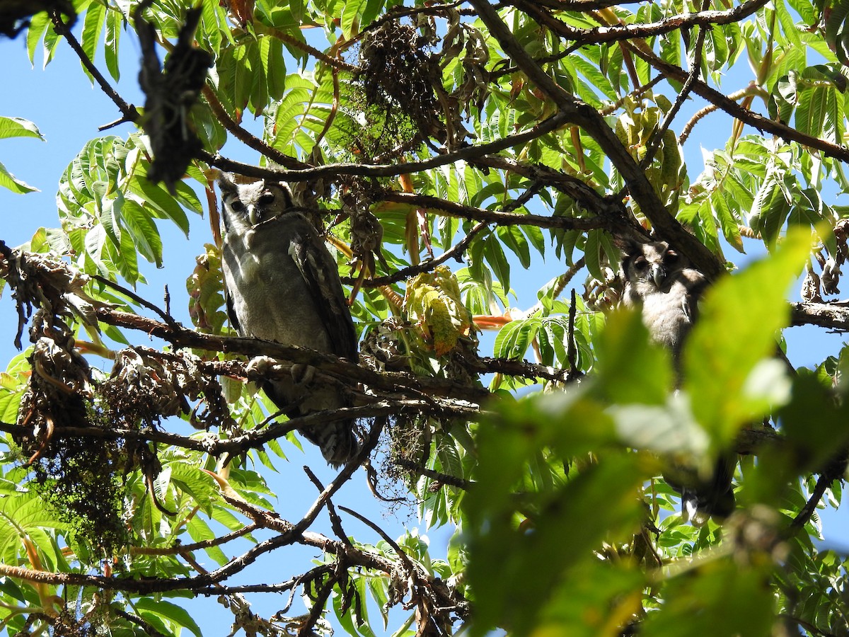 Verreaux's Eagle-Owl - ML515168131