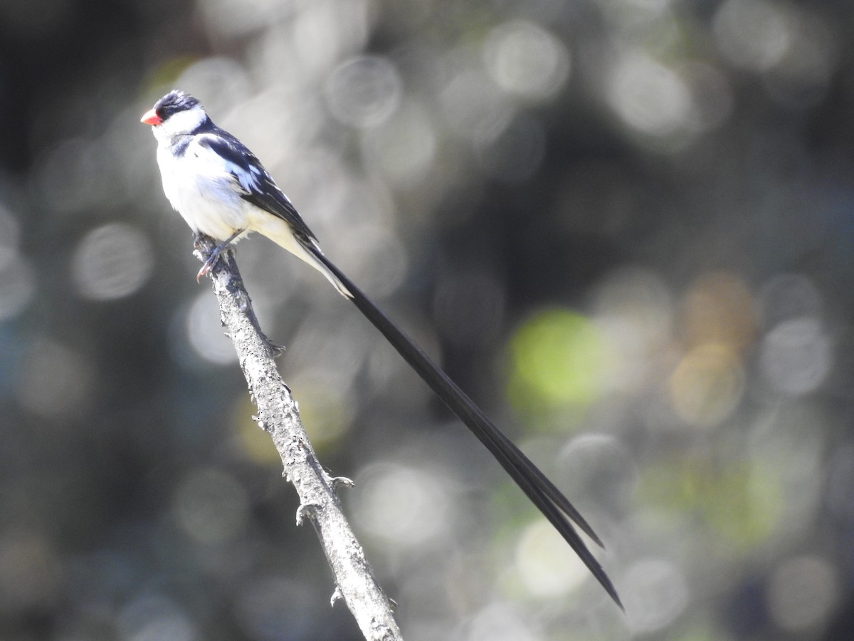 Pin-tailed Whydah - Suebsawat Sawat-chuto