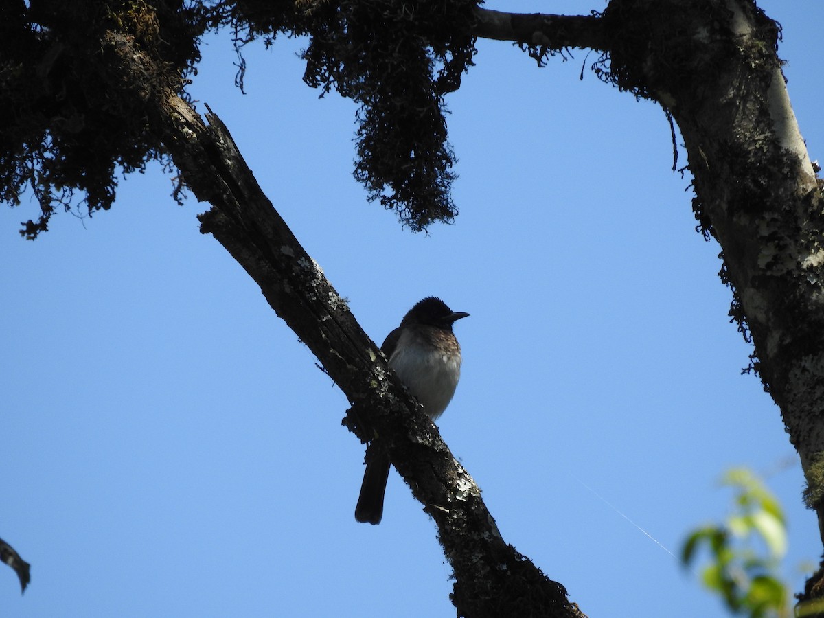 Bulbul Naranjero (grupo tricolor) - ML515168551