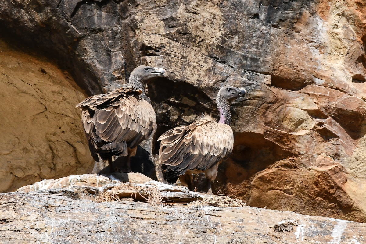 Indian Vulture - ML515169781