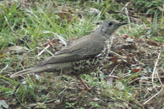 Mistle Thrush - ML51517121