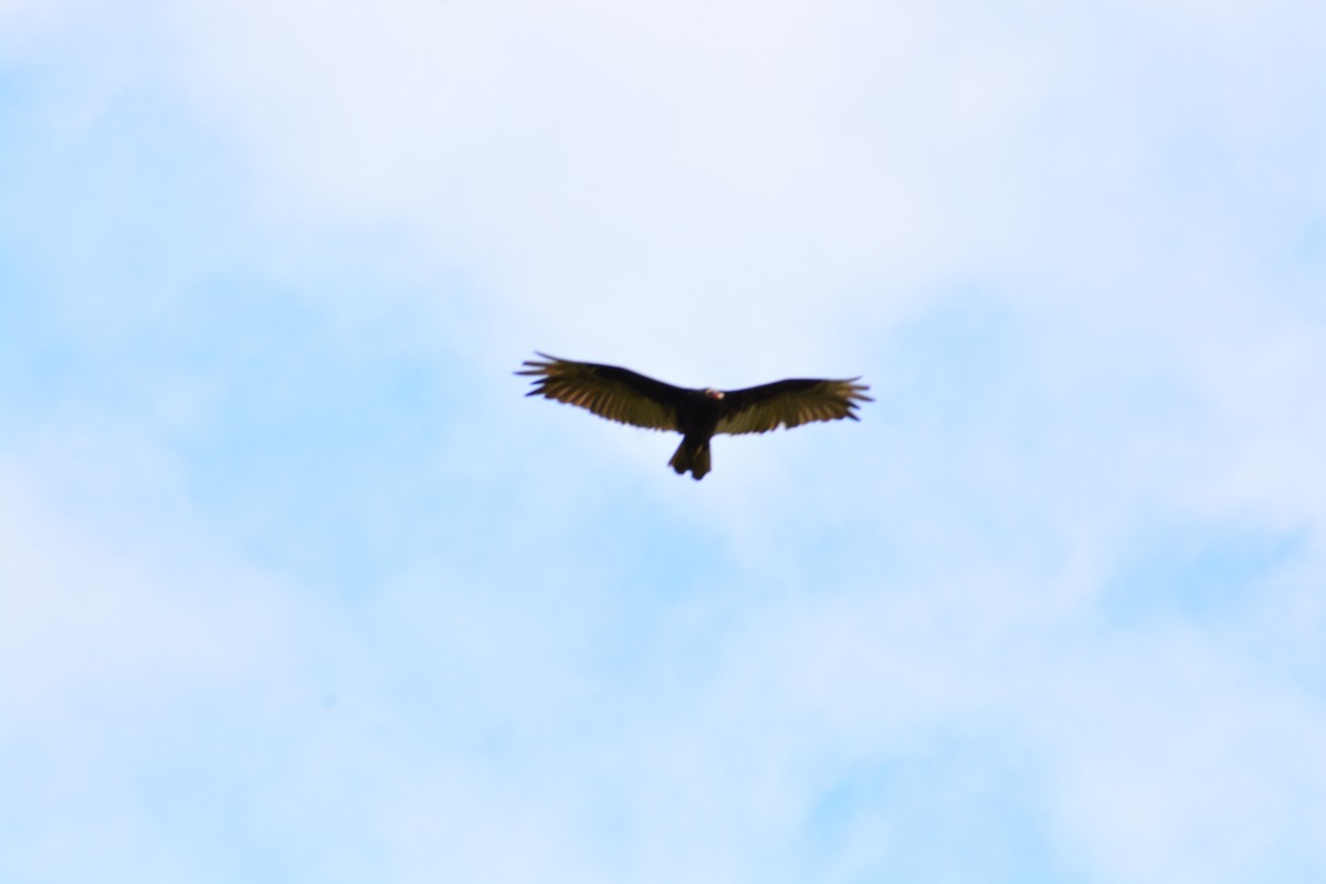 Turkey Vulture - ML515171291