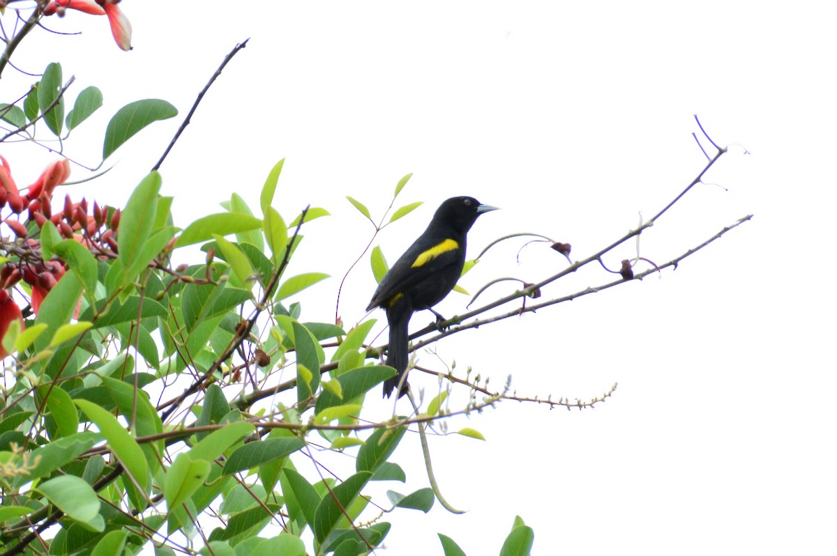 Golden-winged Cacique - Vanessa González