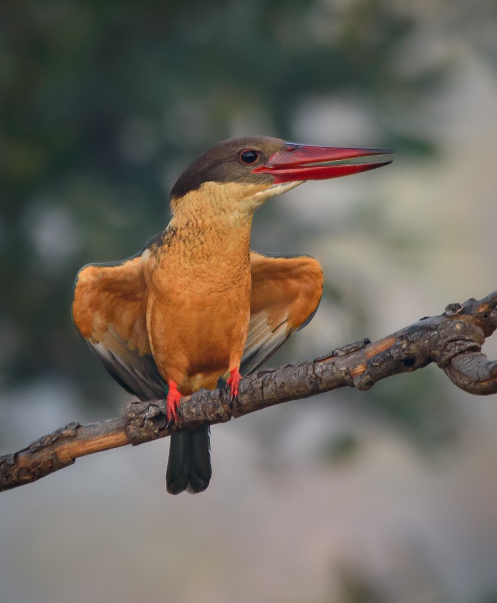 Stork-billed Kingfisher - ML515172131