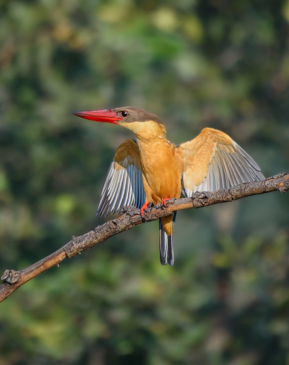Stork-billed Kingfisher - ML515172151