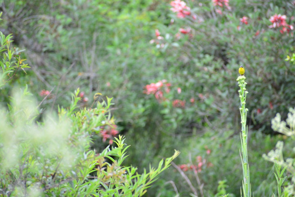 Southern Yellowthroat - Vanessa González