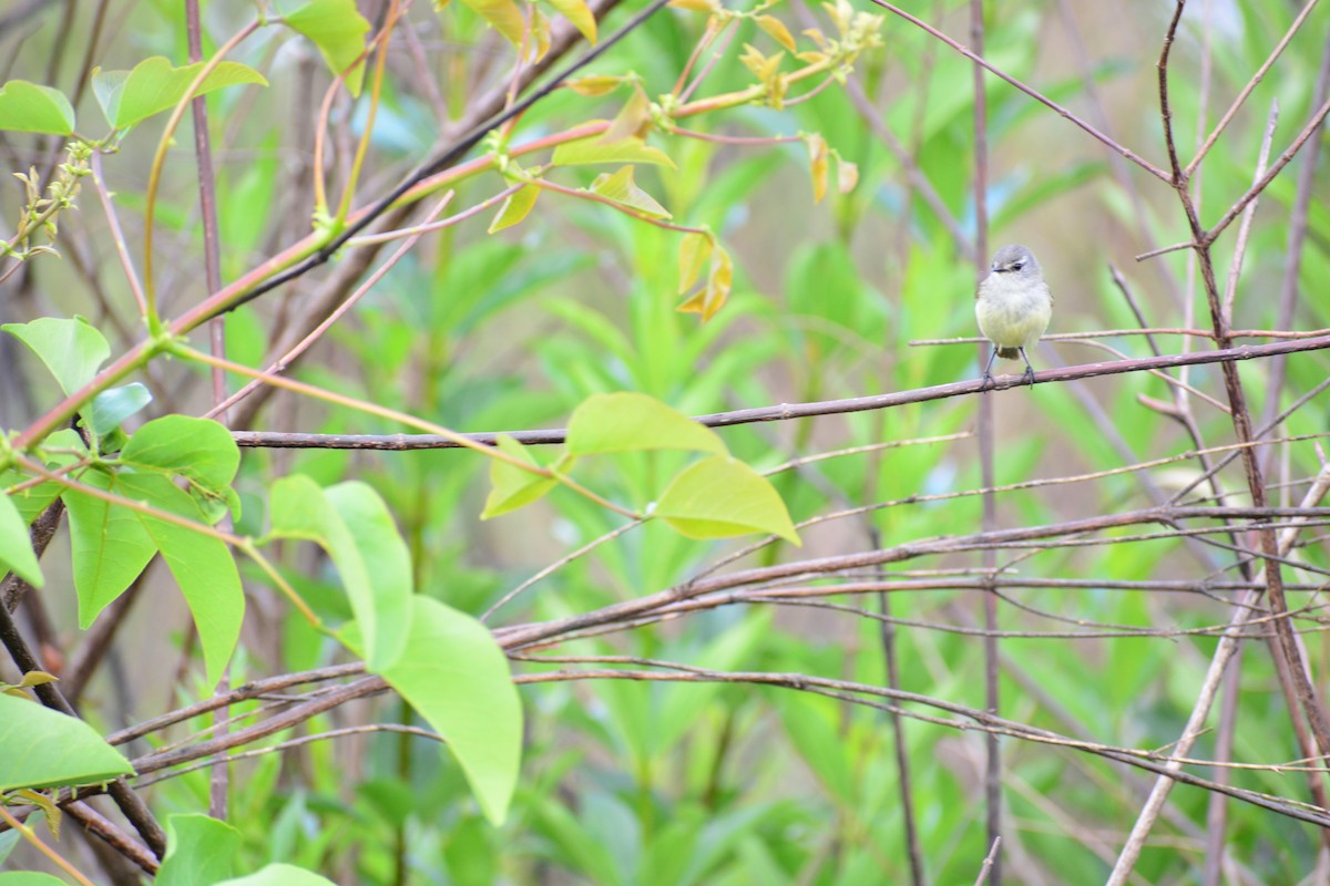 White-crested Tyrannulet - Vanessa González