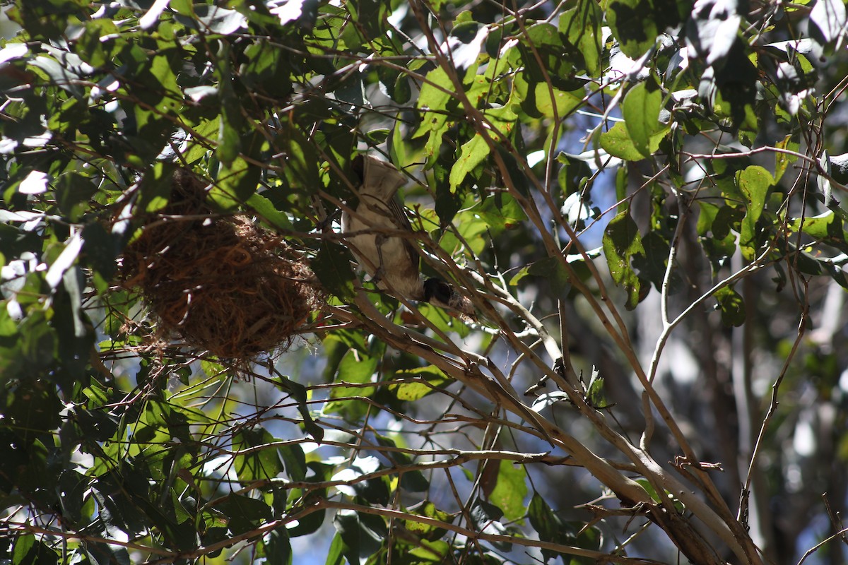 Noisy Friarbird - ML515173311