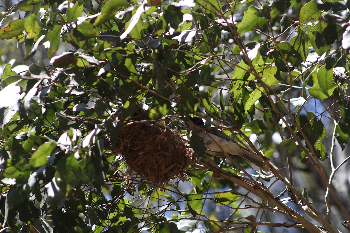 Noisy Friarbird - ML515173351