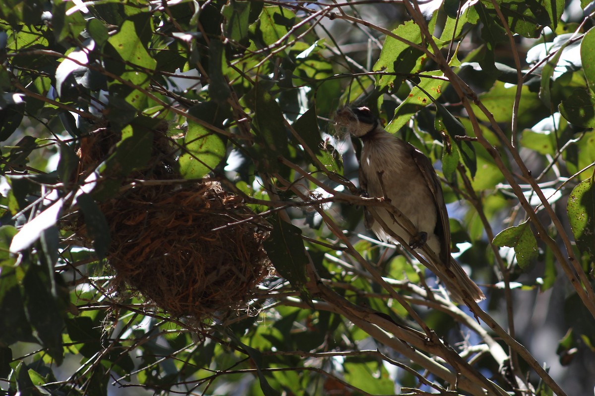 Noisy Friarbird - ML515173371